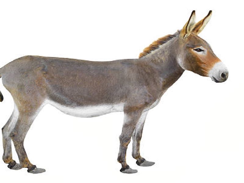 CoronaVirus: If you exit without reason, will insult you by donkey ride; Hint of Takali villagers | CoronaVirus : विनाकारण बाहेर पडाल तर गाढवावरून धिंड निघेल; ग्रामस्थांचा इशारा