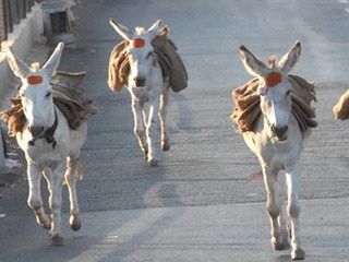 Donkeys became 'Rang Panchami Yatra worth lakhs' eaten by Punjabi donkeys | गाढव झाले 'लाख'मोलाचे रंगपंचमी यात्रेत पंजाबी गाढवांनी खाल्ला भाव  
