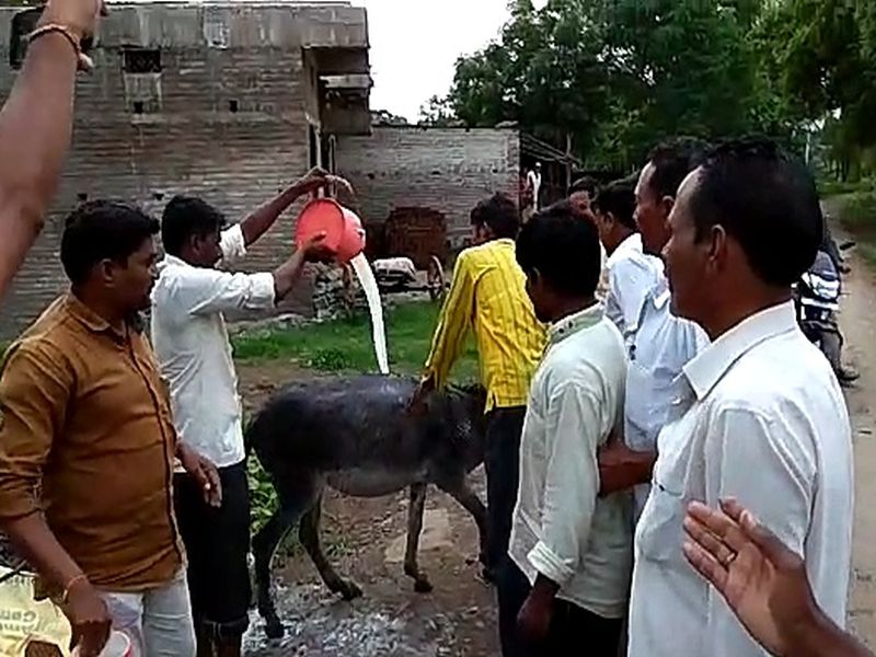 Video - Rage against the government, donkey milk from angry farmers | Video - सरकारविरुद्ध रोष, संतप्त शेतकऱ्यांकडून गाढवालाच दुग्धाभिषेक