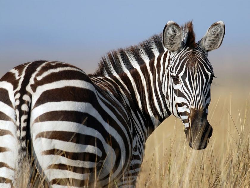 A Rare 'Spotted' Zebra Seen In Kenya's Maasai Mara Wildlife Reserve | काळे-पांढरे पट्टे असलेला झेब्रा तुम्ही अनेकदा पाहिला असेल, पण 'असा' कधी पाहिलाय का?