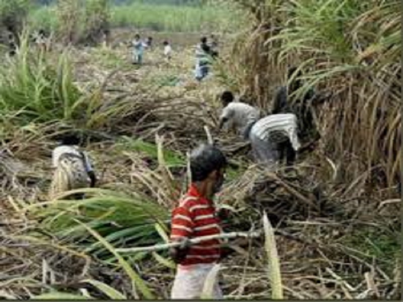 Not fit, how to go home? Thousands of sugarcane mills were stuck in factory work | उचल फिटली नाही, घरी जायचे कसे? हजारो ऊस तोडणी कारखाना कार्यक्षेत्रात मजूर अडकले