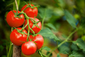 The virus on tomatoes poses no threat to human health | टोमॅटोवरील विषाणूचा मानवी आरोग्याला कोणताही धोका नाही