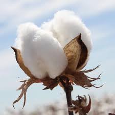 An augmentation center for cotton procurement will be started in the district | कापूस खरेदीसाठी जिल्ह्यात वाढीव केंद्र सुरू करणार