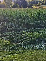 Four hectares of crop damaged in Nashirabad | नशिराबादला ३४२० हेक्टर पिकांना नुकसानीचा फटका