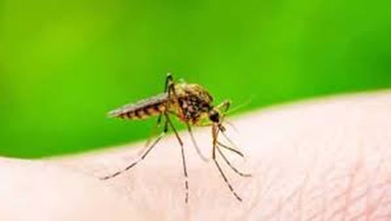 43 dengue patients in West varhada | पश्चीम वऱ्हाडात आढळले डेंग्यूचे ४३ रुग्ण