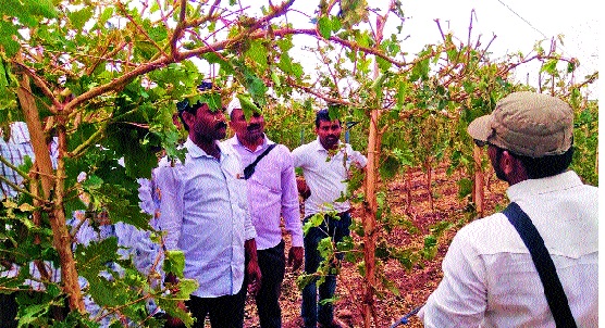 Three crore rupees in the season of grape season - fraud of one year: Police force, poor farmer | द्राक्ष हंगामात दलालांचा तीन कोटीचा डल्ला-एका वर्षातील फसवणूक : पोलीस हतबल, शेतकरी कंगाल