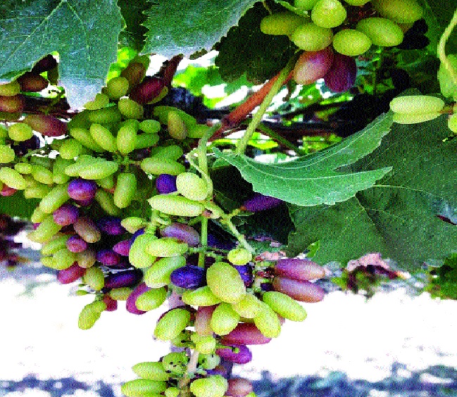 The danger of 'Bhure' on grapes increased: Status of Jat taluka | द्राक्षावर ‘भुरी’चा धोका वाढला : जत तालुक्यातील स्थिती