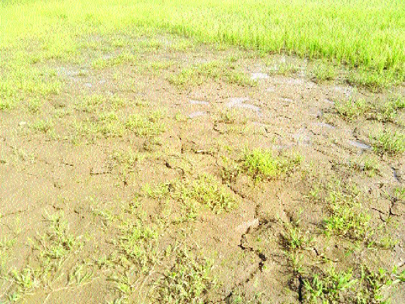  Due to the drought in Jawhar, Mokhada taluka | पावसाची हुलकावणी : जव्हार, मोखाडा तालुक्यांवर दुष्काळाचे सावट