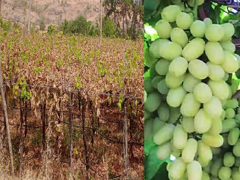Vineyards hit by water shortage; Rough pruning stopped | Sangli: द्राक्ष बागांना पाणीटंचाईचा फटका; खरड छाटणी रखडली