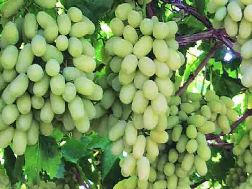 Export of 184 tonnes of grapes from Sangli district after overcoming natural calamity | द्राक्ष निर्यातीचा श्रीगणेशा; नैसर्गिक संकटावर मात करून सांगली जिल्ह्यातून १८४ टन द्राक्षांची निर्यात