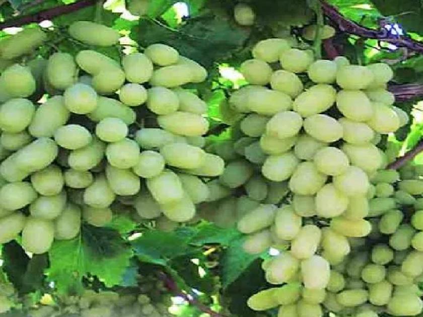 Grapes got five hundred and one rate in sangli, The first grapes of the season entered the market | सांगलीतील कोंगनोळीच्या ढवळे बंधूंची कमाल! द्राक्षाला मिळाला पाचशे एक दर 