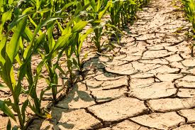 Drought situation in 1,168 villages in Nanded district | नांदेड जिल्ह्यात १ हजार १६८ गावांमध्ये दुष्काळसदृश परिस्थिती
