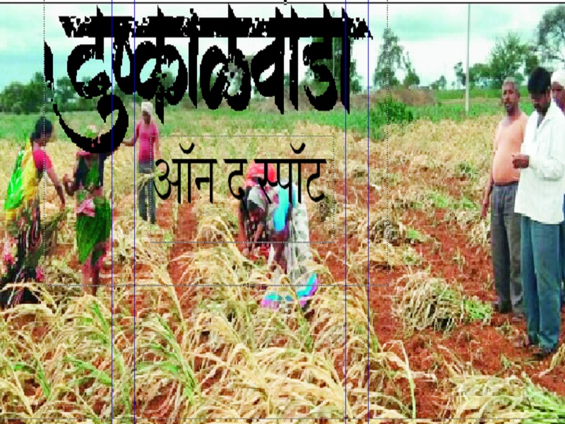 Drought in Marathwada: Third time sowing also get wasted | Drought In Marathwada : तिबार पेरणीही गेली वाया, मक्याचा झाला चारा !