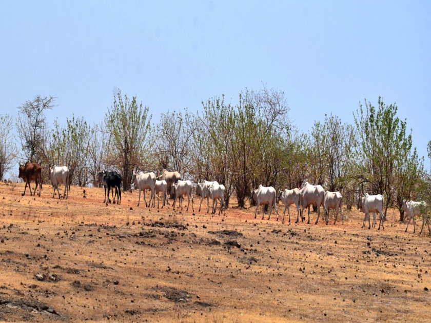 67 lakh animals in Marathwada see drought | मराठवाड्यातील ६७ लाख जनावरांना दुष्काळाच्या झळा