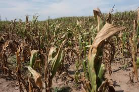 Drought hit to Summer Crop | उन्हाळी पिकाला दुष्काळाचा फटका