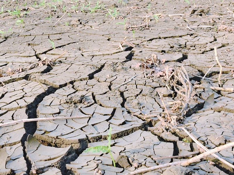 Drought In Marathwada : Villages along with the crops falls down ; Marathwada on the path of vanishing point | पिकांसोबत खेड्यांनीही टाकल्या माना; देशोधडीच्या वाटेवर मराठवाडा