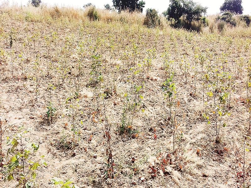 Drought in Marathwada: A plant of cotton was done on one hand collection | Drought In Marathwada : एका वेचणीत कापसाचा झाला झाडा