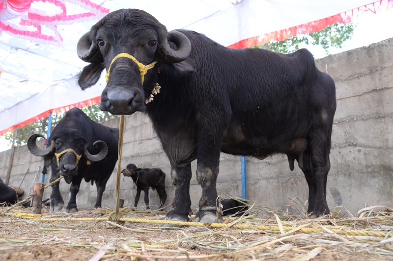 Livestock cows from Rajasthan, Gujarat at Solapur cattle market | राजस्थान, गुजरातमधून आलेल्या गीर गायीं सोलापूरच्या जनावर बाजारात