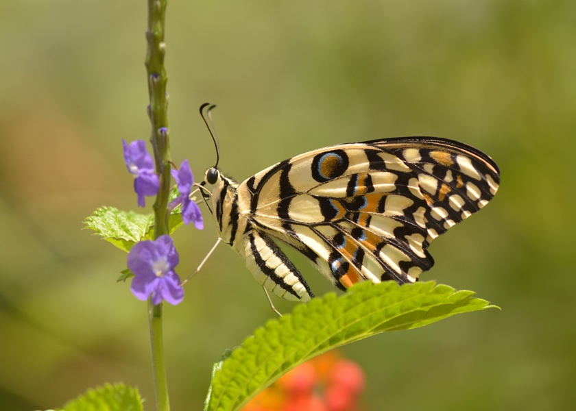 The life cycle of butterflies and their behavior can be experienced on the terrace | पुणेकराची कमाल! घराच्या टेरेसवर फुलपाखरू गार्डनचे संवर्धन