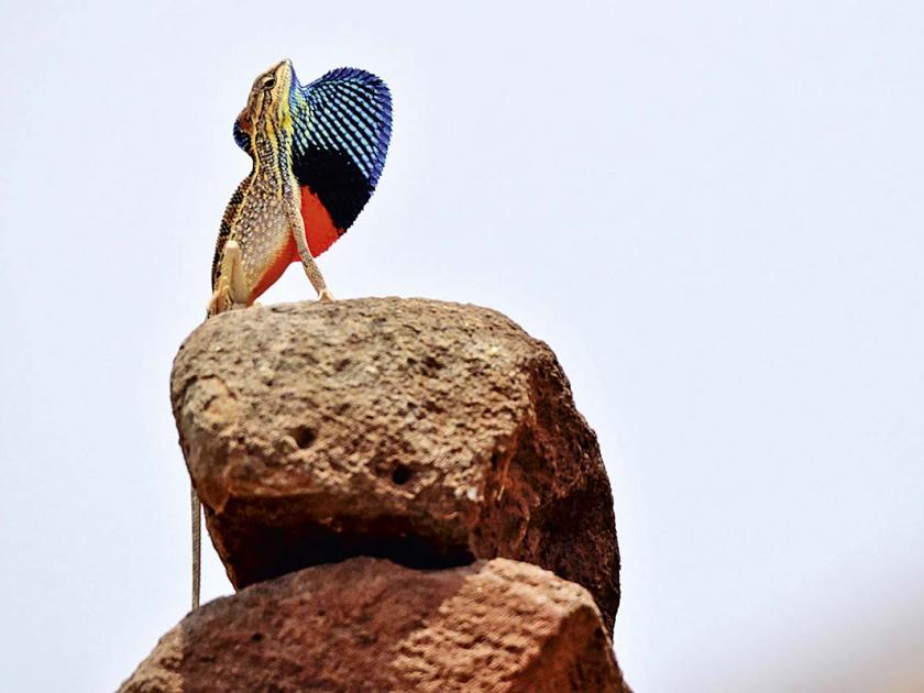 India's unique fan-throated lizard | FBवरून जगप्रसिद्ध झाला 'रंगीला'; तुम्ही पाहिलात का त्याचा तोरा?
