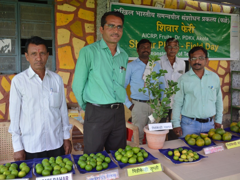 Agricultur University has developed the product of the juicy lemon | ना काटा... ना बी...; डॉ. पंजाबराव देशमुख कृषी  विद्यापीठाने विकसित केली  रसाळ सीडलेस लिंबूची जात