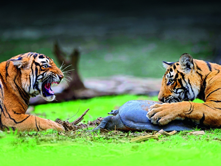 Eye On The Tiger- Baiju Patil | आय ऑन द टायगर