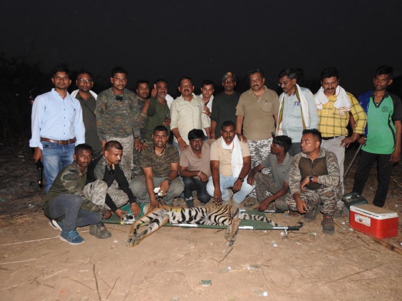 Young tiger arrested for killing two in 24 hours | २४ तासात दोघांचा बळी घेणारा नवतरुण वाघ जेरबंद