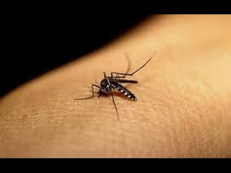 Finding dangerous mosquito breeds possible | धोकादायक डासांच्या प्रजाती शोधणे शक्य