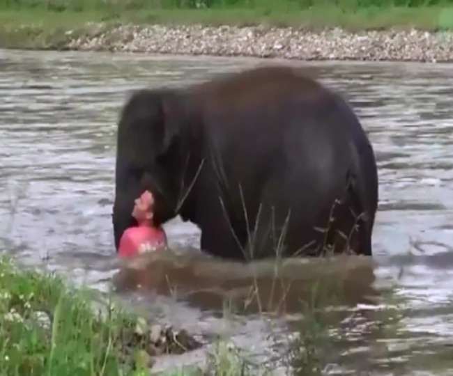 Video: baby elephant plunges into river after seeing drowning man | Video : 'हाथी मेरे साथी', बुडणाऱ्या माणसाला पाहून वाहत्या पाण्यात उतरले हत्तीचे पिल्लू
