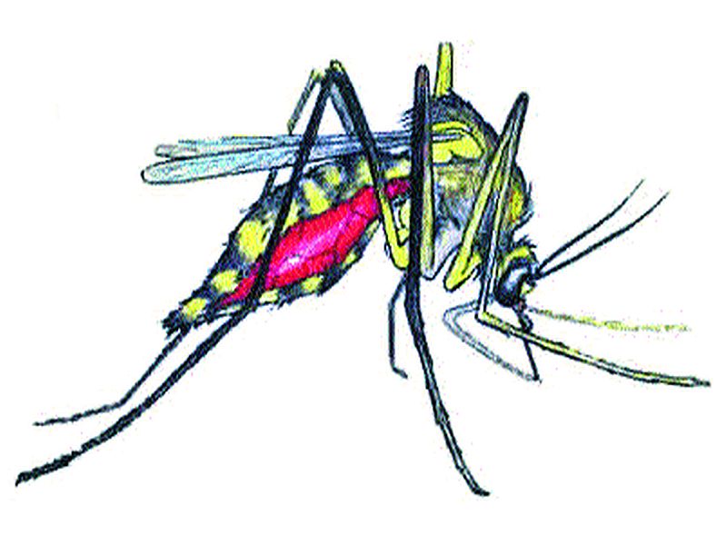 Odor in the area of murbad municipality; Infection of mosquitoes | मुरबाड नगरपंचायतीच्या परिसरात दुर्गंधी; डासांचा प्रादुर्भाव