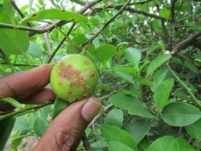 Infestation of Citrus Blight Disease on lemon orchards in Vidarbha | विदर्भातील लिंबाच्या बागांवर खैऱ्या राेगाचा प्रादुर्भाव