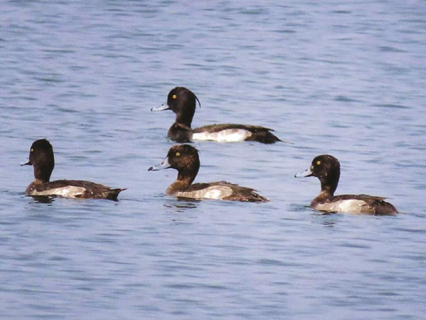Visitors from Europe to Nathsagar; Arrival of Shandy Ducks after seven years | युरोपचे पाहुणे नाथसागरात; हजारो किमीच्या प्रवासानंतर शेंडी बदकांचे औरंगाबादेत आगमन