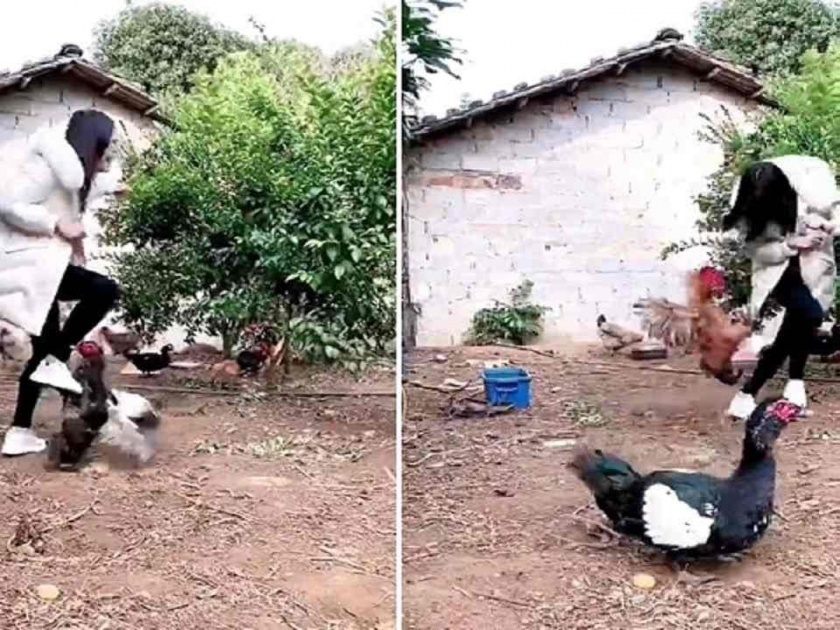 duck and chicken attacks girl funny video goes viral | Viral Video: कोंबड्याने अन् बदकाने तरुणीला पळता भुई केली थोडी, रडत-रडतच पळ काढला