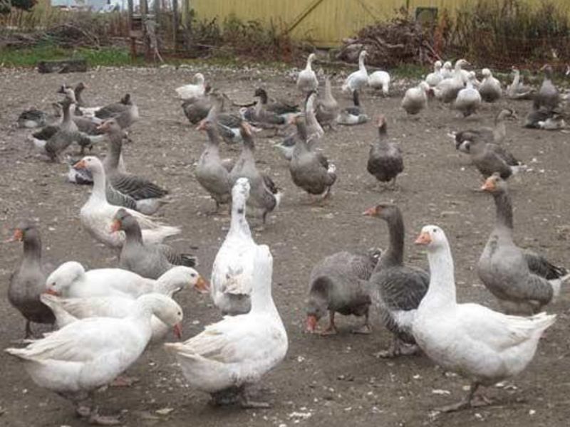 Supply of Duck Breeding Centers to Wadsa, Supply of Farmers to the Occupational Occupation | वडसाच्या बदक पैदास केंद्राची क्षमतावृद्धी, पुरक व्यवसायासाठी शेतकऱ्यांना पुरवठा