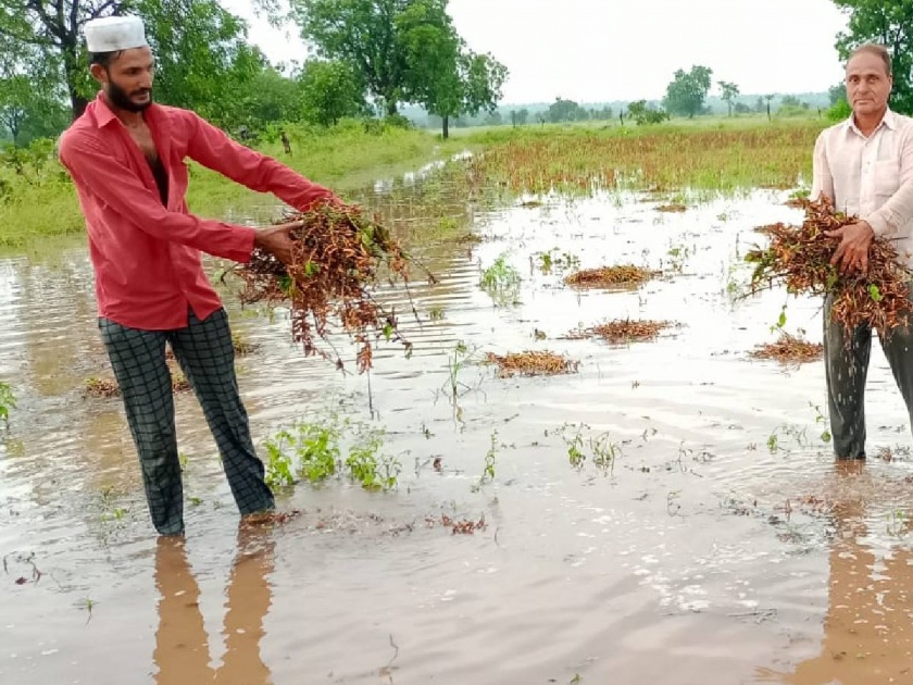 Due to rains in Washim district, farmers have suffered huge losses | पावसाचे पुन्हा तांडव; शेकडो एकरातील सोयाबीनला फटका, शेतकरी रडकुंडीस 