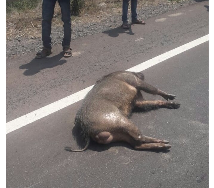 A bull was killed in a car collision at Kudal-Pandoor | कुडाळ-पणदूर येथे कारच्या धडकेत रानडुक्कर ठार