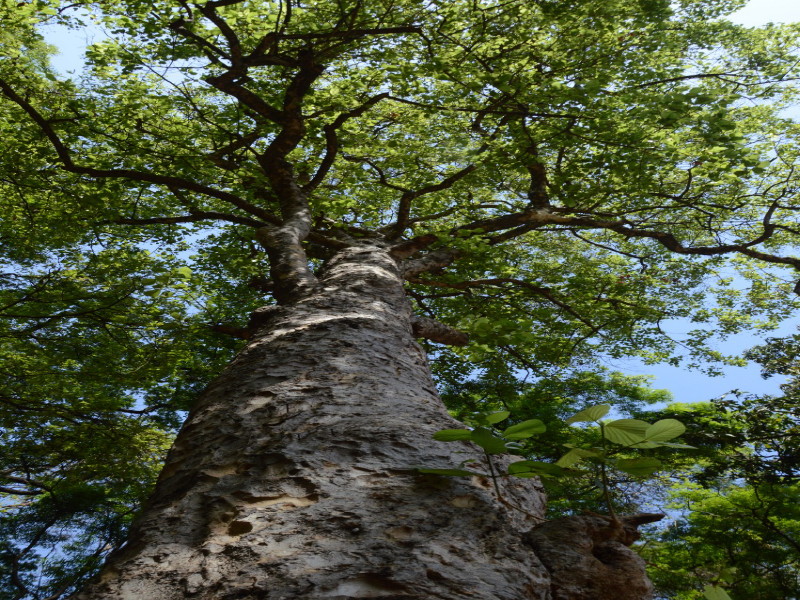 Rare tree in ‘Empress’, vine ‘canopy’ | पुणे शहरातील ‘एम्प्रेस गार्डन’मध्ये दुर्मीळ वृक्ष, वेलींचा ‘चांदवा’