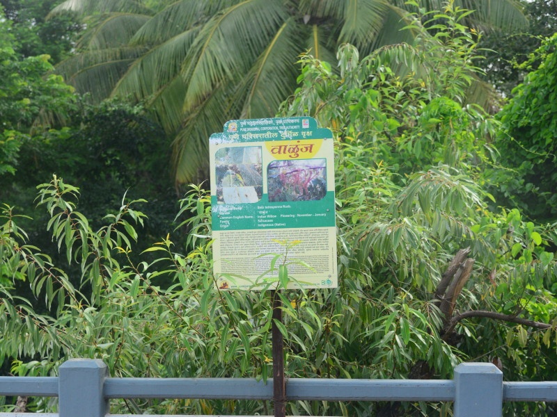 Ashadhiwari hugging old and rare tree; sahyadri devrai initiative in state | जुन्या, दुर्मीळ झाडाला मिठी मारून आषाढीवारी; सह्याद्री देवराईचा राज्यभरात उपक्रम