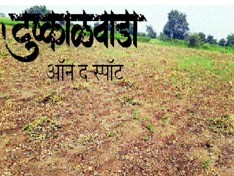 Drought In Marathwada: Cotton and soyabean crop burnt due to water lacking | Drought In Marathwada : पाण्याअभावी पांढरे सोने काळवंडले, सोयाबीनही करपले 
