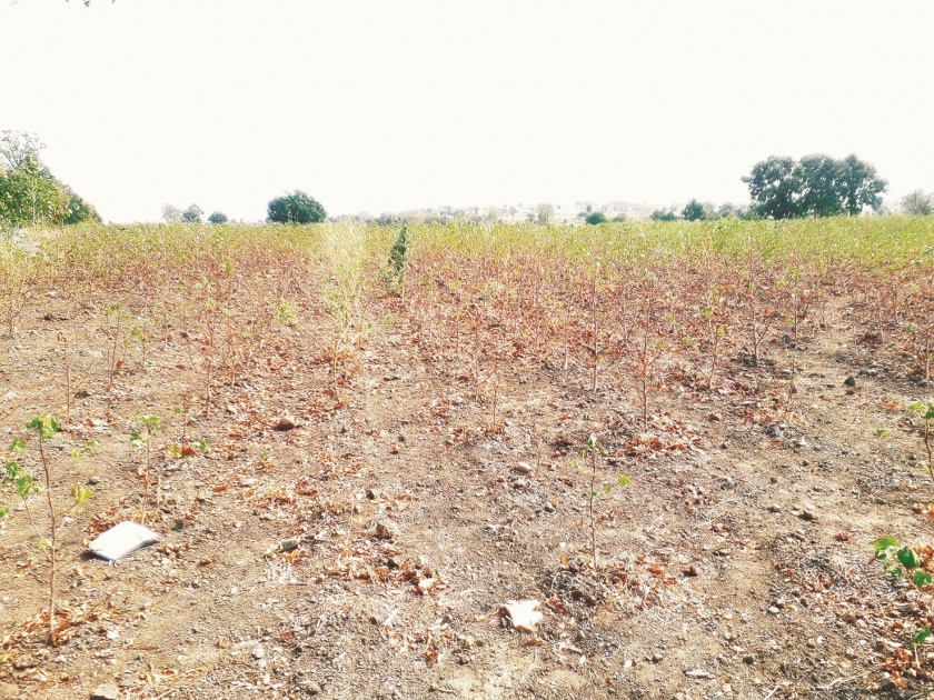 Drought in Marathwada: Farmer's family wanders for the food from Ritha | Drought In Marathwada : रिठा येथील शेतकरी कुटुंबांची पोटासाठी भटकंती