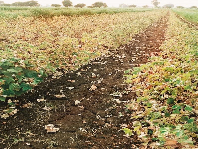Drought in Marathwada : The tilt of the farmer increased due to the sloping land | Drought In Marathwada : भेगाळलेल्या जमिनीने बळीराजाची तगमग वाढली