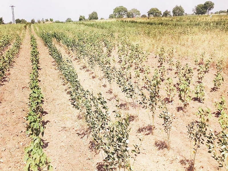 Drought in Marathwada : Naturally nurtured and naturally ruined | Drought In Marathwada : निसर्गाने दिले अन् निसर्गानेच हिरावले 