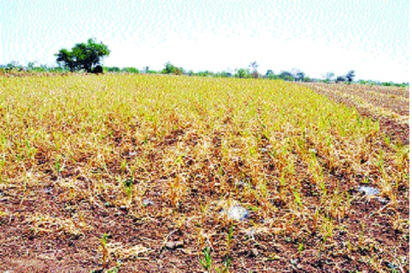 Demand Drought in Nagar Taluka: Request to Revenue Minister Chandrakant Patil | नगर तालुक्यात दुष्काळ जाहीर करा : महसूलमंत्री चंद्रकांत पाटील यांना निवेदन