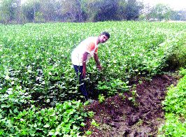Farmers are frustrated because okra is not good value | भेंडीला चांगला भाव नसल्याने शेतकरी हताश