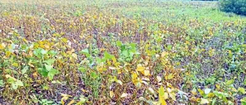 Soybean farming caused losses; Farmers in trouble | सोयाबीन शेती झाली तोट्याची;  शेतकरी अडचणीत    