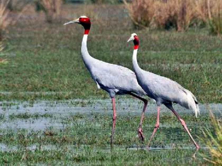 Coastal management now appointed for protection of storks, informs High Court | सारसच्या संरक्षणासाठी आता कोस्टल मॅनेजमेंटची नियुक्ती, उच्च न्यायालयात माहिती