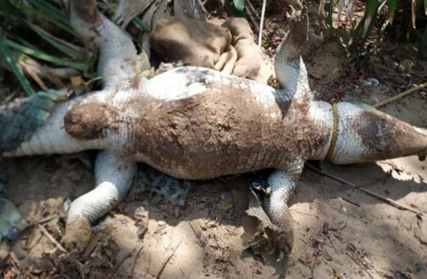 A dead crocodile found in a lake in Palsadari | पळसदरीतील तलावात आढळली मेलेली मगर