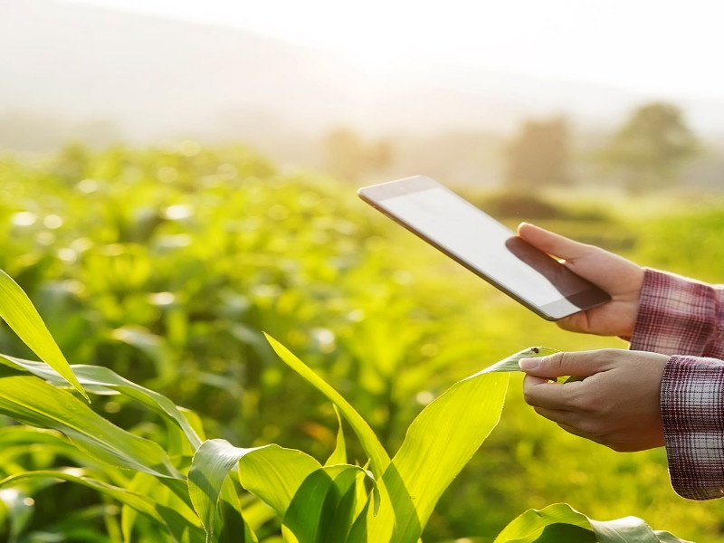 E- crops survey report by mobile app: state government decision | मोबाईल अ‍ॅपव्दारे ई पीक पाहणी अहवाल : राज्य सरकारचा निर्णय 