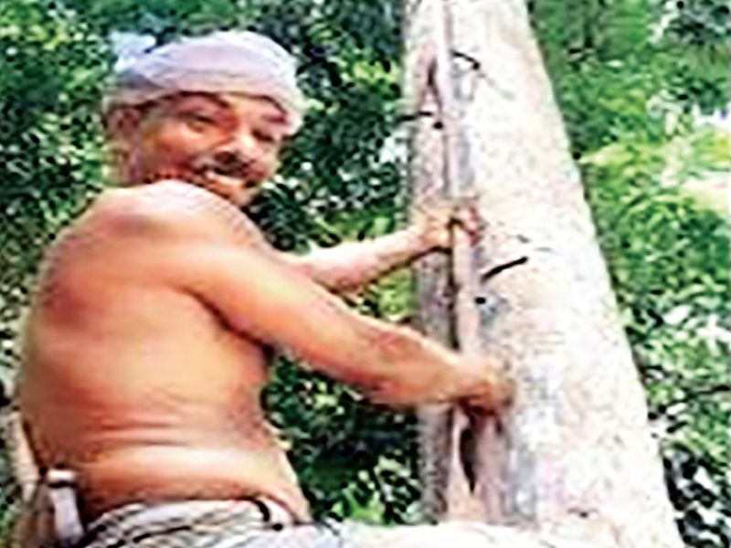  Only he can earn Rs. | केवळ झाडावर चढून तो कमवतो महिन्याला सव्वालाख रुपये!