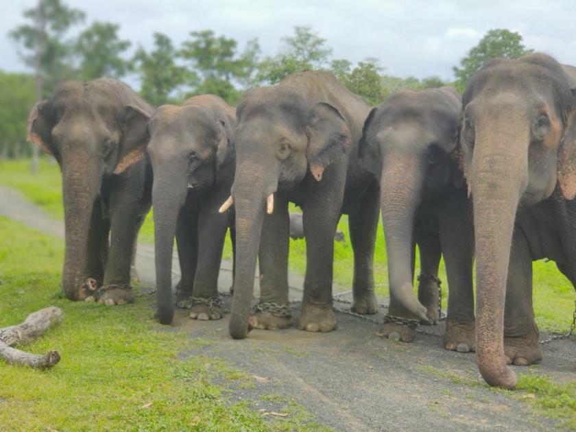 ‘I Support Elephant Camp’ campaign to save elephants from sending them to Gujarat's 'Ambani Zoo' | गजराजांना वाचवण्यासाठी आता ‘आय सपोर्ट हत्ती कॅम्प’ मोहीम